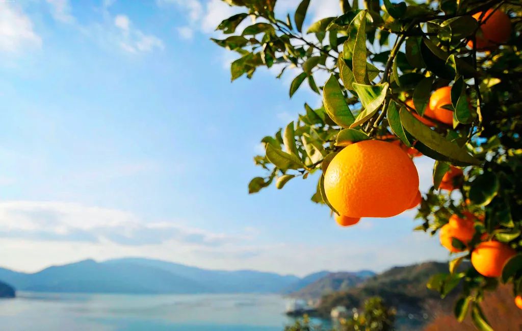 世界上有很多果冻橙，但只有一种叫做岛橙